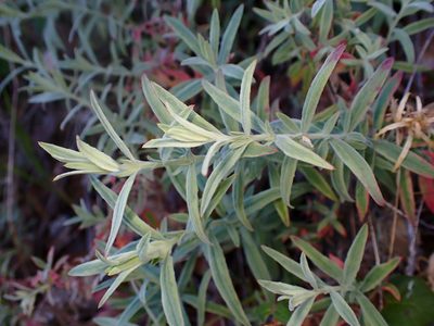 Epilobium canum, photographed by Cricket Raspet