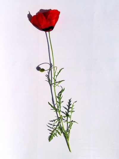 Roemeria pavonina, photographed by Nasser Halaweh