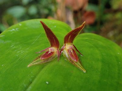 Pleurothallis coriacardia, photographed by Nolan Exe