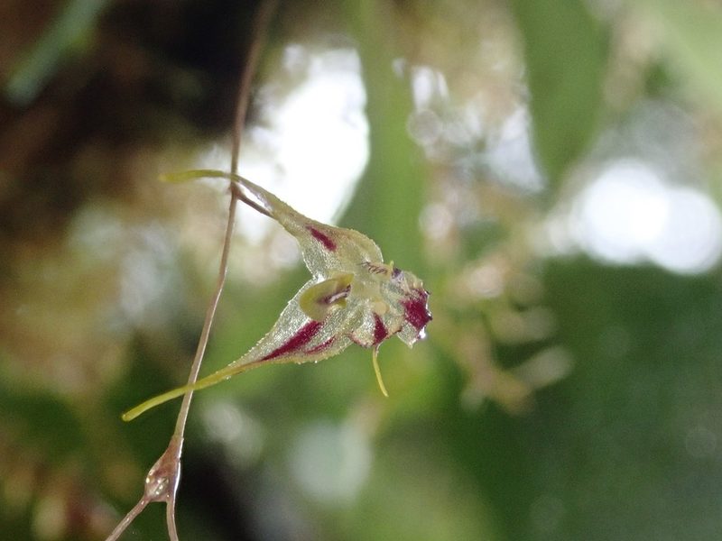 Andreettaea zephyrina, photographed by Nolan Exe
