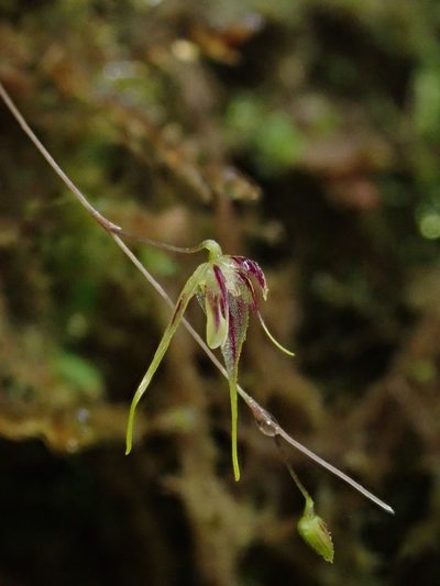 Andreettaea zephyrina, photographed by Nolan Exe