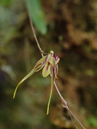 Andreettaea zephyrina, photographed by Nolan Exe
