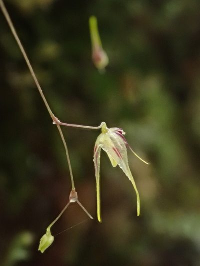Andreettaea zephyrina, photographed by Nolan Exe