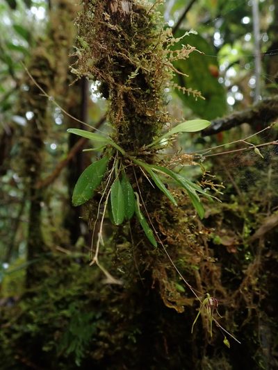 Andreettaea zephyrina, photographed by Nolan Exe