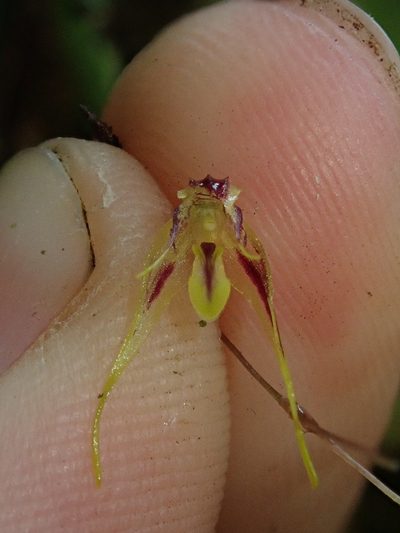 Andreettaea zephyrina, photographed by Nolan Exe