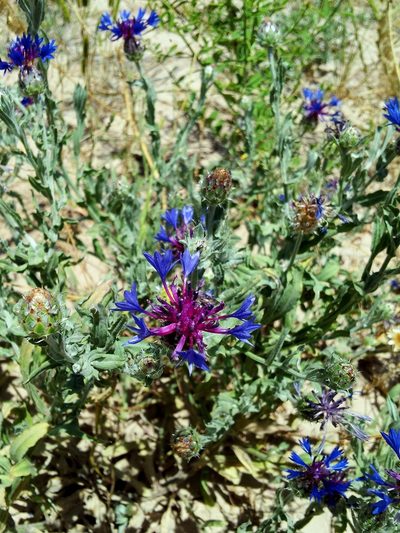 Centaurea depressa, photographed by Nasser Halaweh
