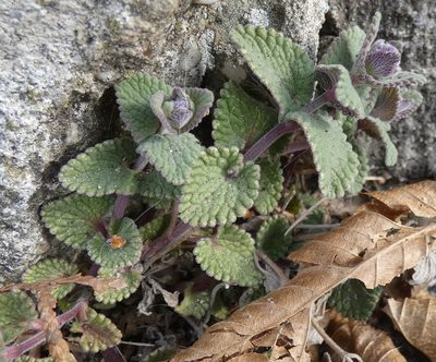 Nepeta racemosa, photographed by Patrick Hacker