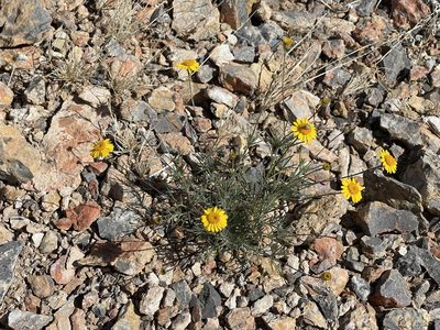 Thymophylla pentachaeta, photographed by CK2AZ