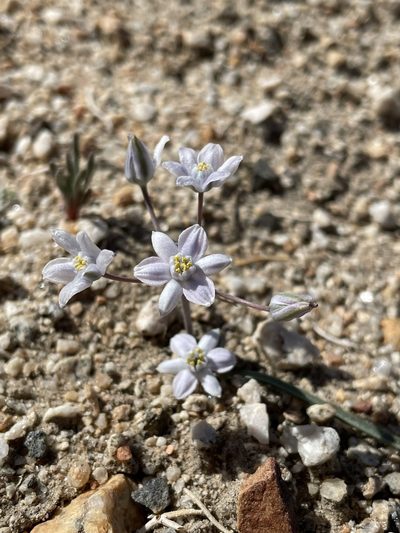Muilla coronata, photographed by Matt Berger