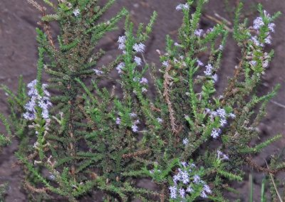 Junellia seriphioides, photographed by Hugo Hulsberg