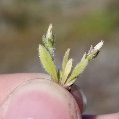 Plantago rhodosperma, photographed by James C. Davis