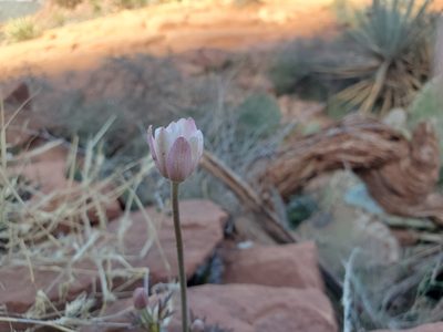 Anemone tuberosa, photographed by Samuel A Schmid, PhD, PWS
