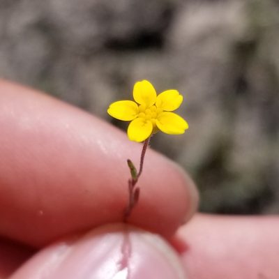 Lasthenia gracilis, photographed by James C. Davis
