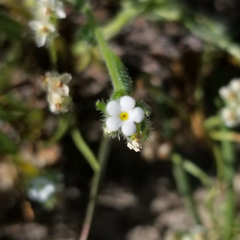 Plagiobothrys collinus, photographed by James C. Davis