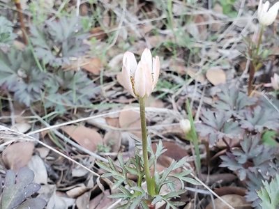 Anemone tuberosa, photographed by Samuel A Schmid, PhD, PWS
