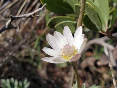 Anemone tuberosa, photographed by Samuel A Schmid, PhD, PWS