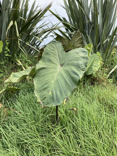 Colocasia fontanesii, photographed by Sarah Richardson