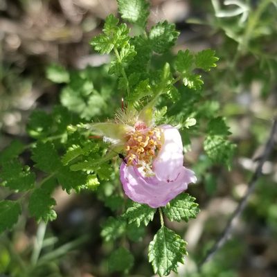 Rosa minutifolia, photographed by James C. Davis