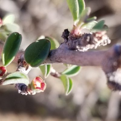 Euphorbia misera, photographed by James C. Davis