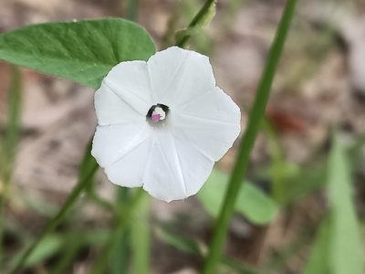 Ipomoea biflora, photographed by Isaiah Findley