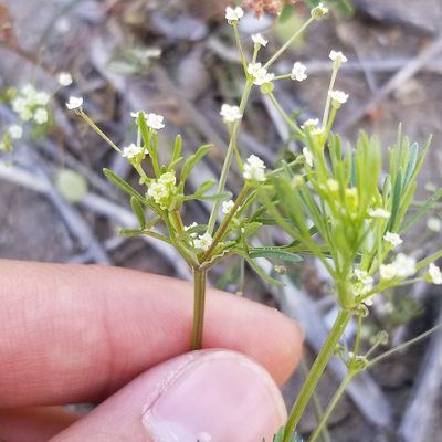 Apiastrum angustifolium, photographed by James C. Davis