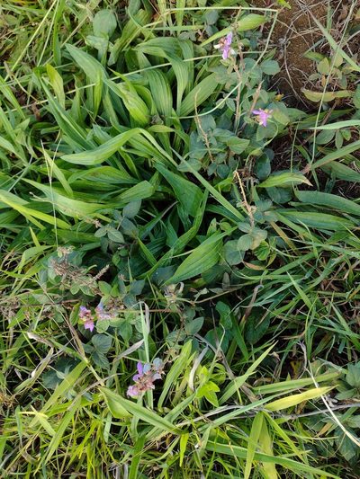 Desmodium intortum, photographed by Kevin Faccenda