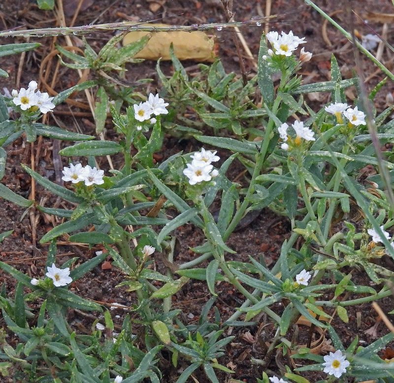 Euploca mendocina, photographed by Hugo Hulsberg