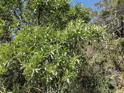 Santalum ellipticum, photographed by Kevin Faccenda