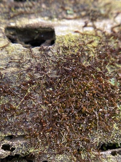 Syzygiella autumnalis, photographed by Bonnie Semmling