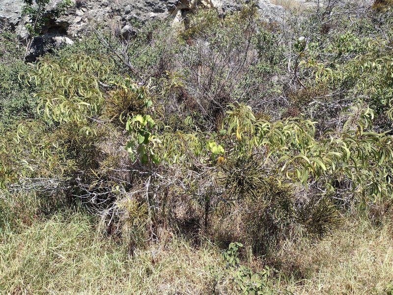 Korthalsella taenioides, photographed by Kevin Faccenda