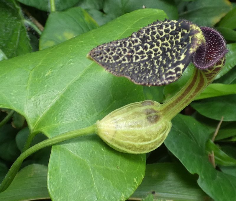 Aristolochia papillaris, photographed by Helio Lourencini