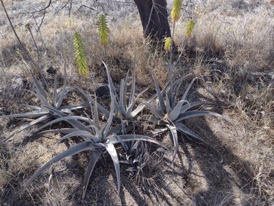 Aloe vera, photographed by Kevin Faccenda