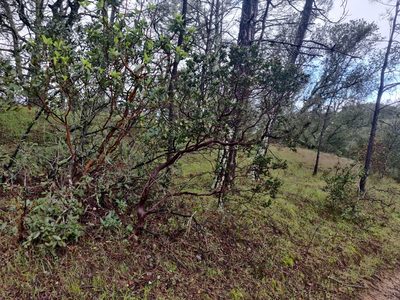 Arctostaphylos auriculata, photographed by Alexander Wentworth