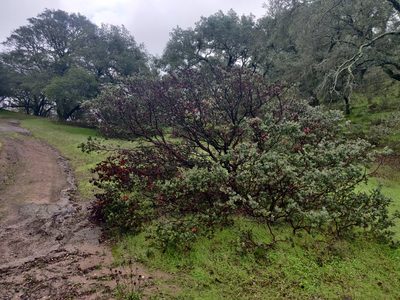 Arctostaphylos auriculata, photographed by Alexander Wentworth