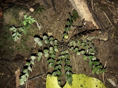 Austroblechnum membranaceum, photographed by naturewatchwidow