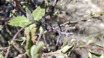 Chamaebatiaria millefolium, photographed by Craig Martin