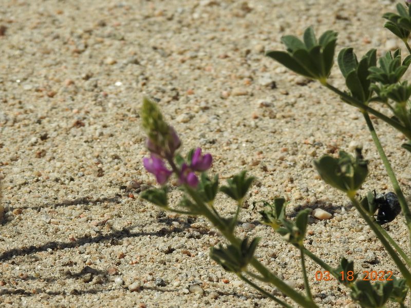 Lupinus arizonicus, photographed by Diana