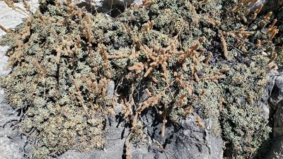 Petrophytum caespitosum, photographed by Craig Martin