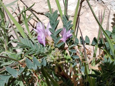 Astragalus lentiginosus, photographed by Craig Martin