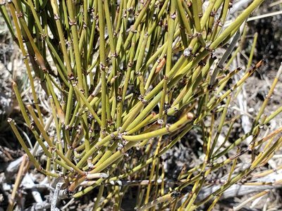 Ephedra viridis, photographed by Craig Martin