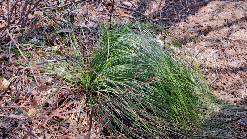 Xerophyllum asphodeloides, photographed by Bonnie Semmling