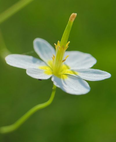 Meconella californica, photographed by Alex Heyman
