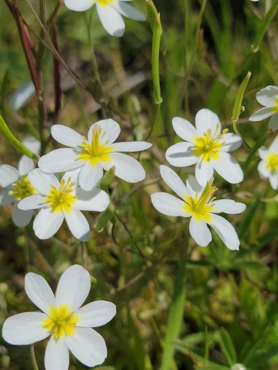 Meconella californica, photographed by Alex Heyman