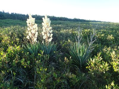 Yucca gloriosa, photographed by Arnim Littek