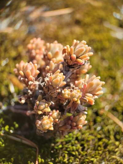 Sedum radiatum, photographed by Alex Heyman