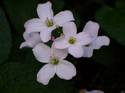 Cardamine californica, photographed by Cricket Raspet
