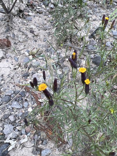 Tagetes multiflora, photographed by Stefano Menchetti
