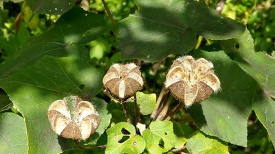Hibiscus taiwanensis, photographed by Sandy