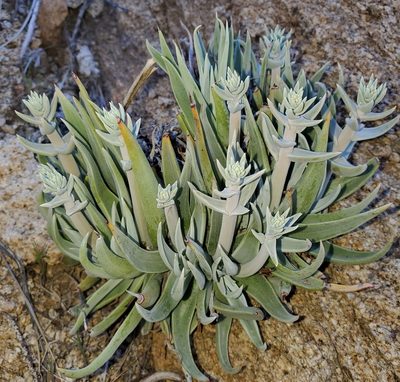 Dudleya saxosa, photographed by Laura Gaudette