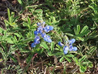 Lupinus subcarnosus, photographed by Suanne Pyle